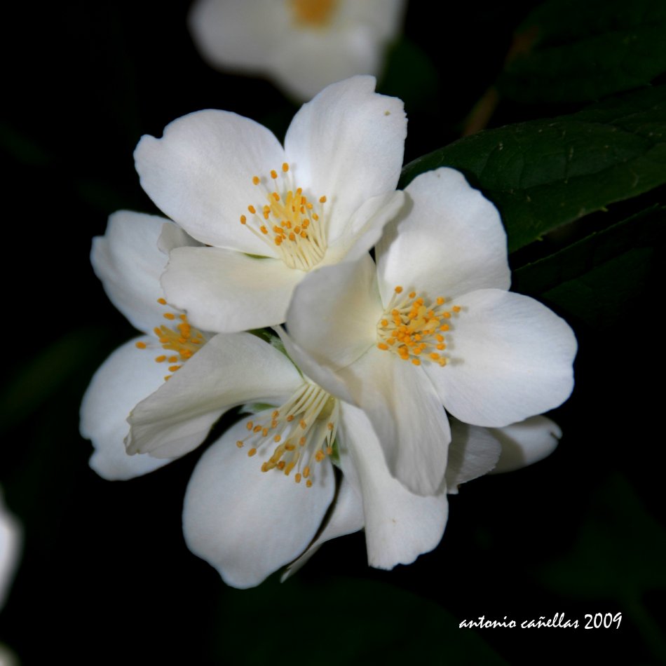 Celindos... (Philadelphus)