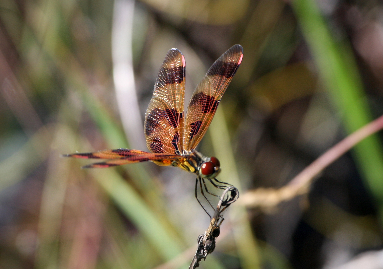 Celithemis eponina