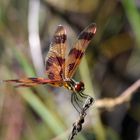 Celithemis eponina