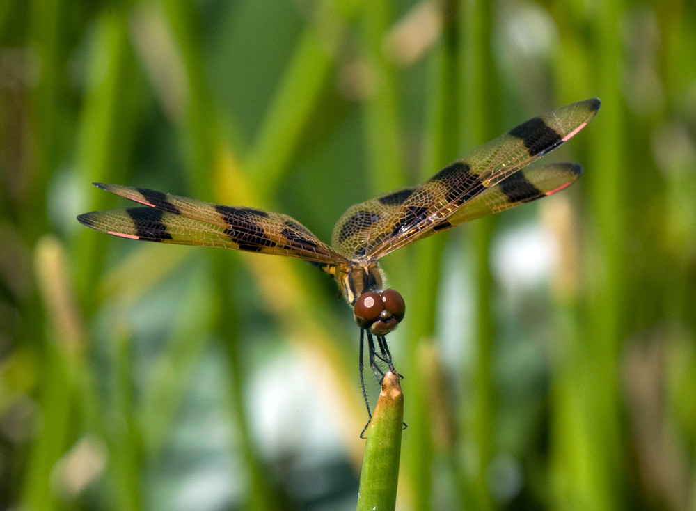 Celithemis eponina (Halloween Pennant)