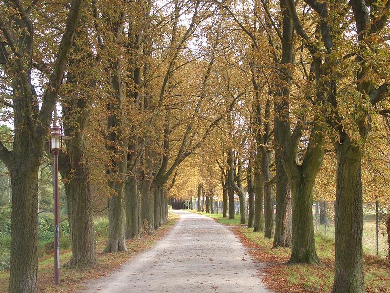 Celler Herbst