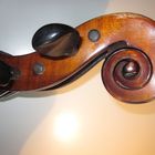 Cello-Schnecke