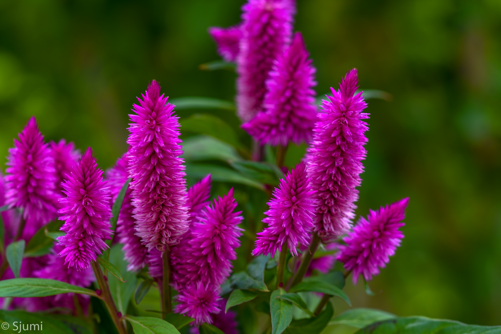 Celosia