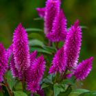 Celosia