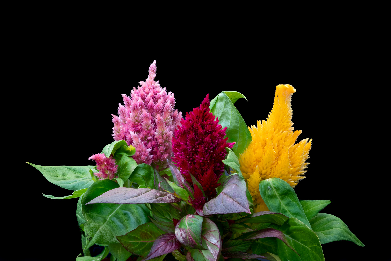 Celosia