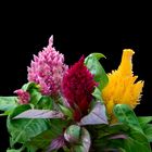 Celosia