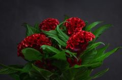 Celosia