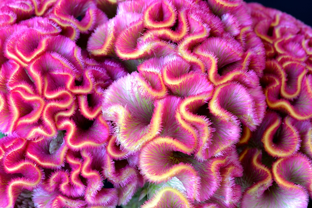 Celosia