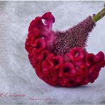 CELOSIA