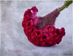 CELOSIA