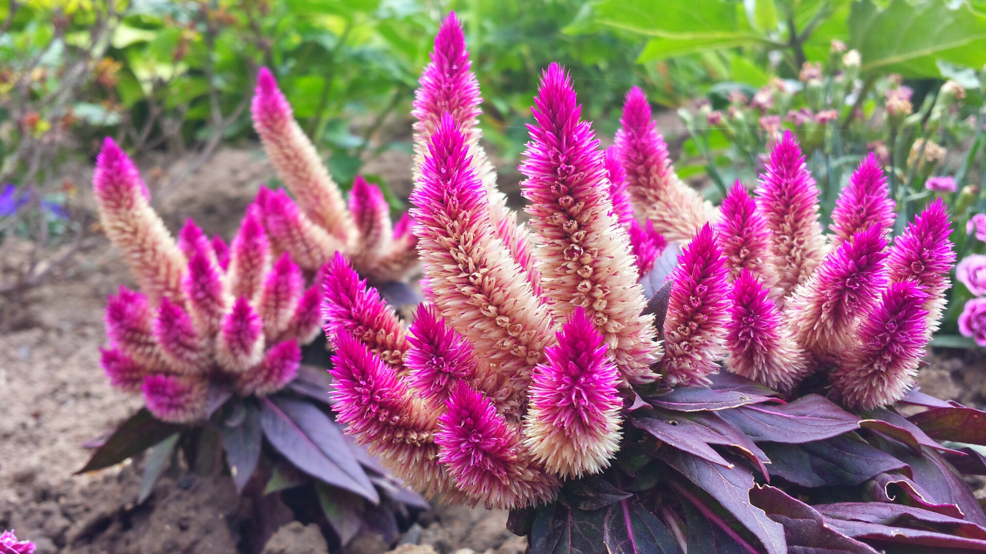 Celosia argentea