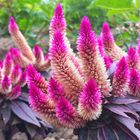 Celosia argentea