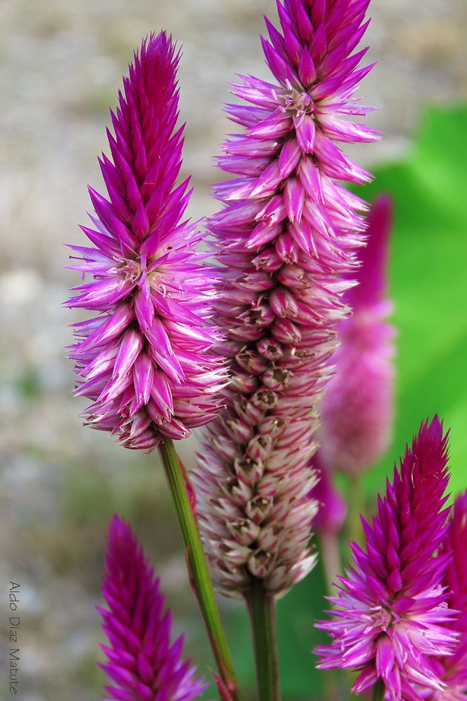 Celosia argentea