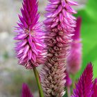 Celosia argentea