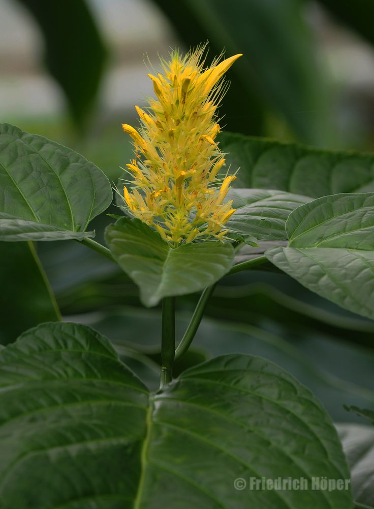 Celosia argentea