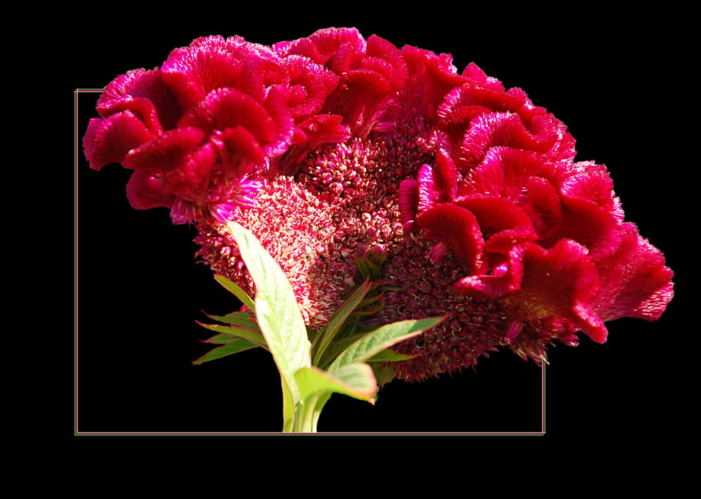 Celosia argentea cristata