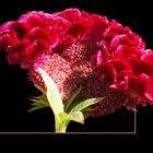 Celosia argentea cristata