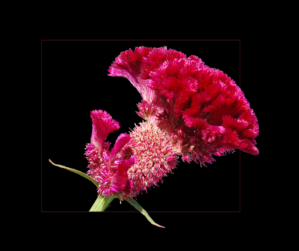 Celosia argentea cristata