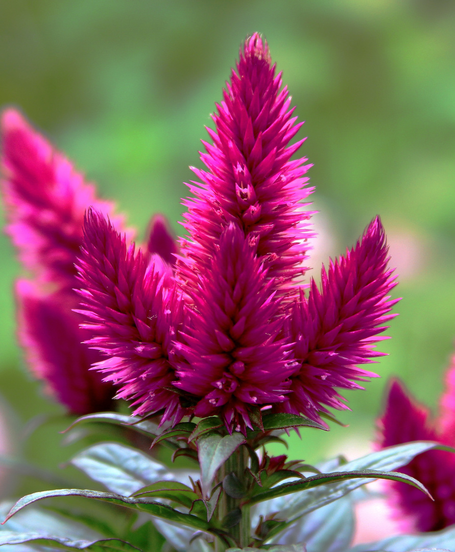 Celosia argentea (Federbusch)