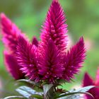 Celosia argentea (Federbusch)