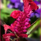 CELOSIA ARGENTEA 'HOT TOPIC'