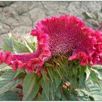 Celosia