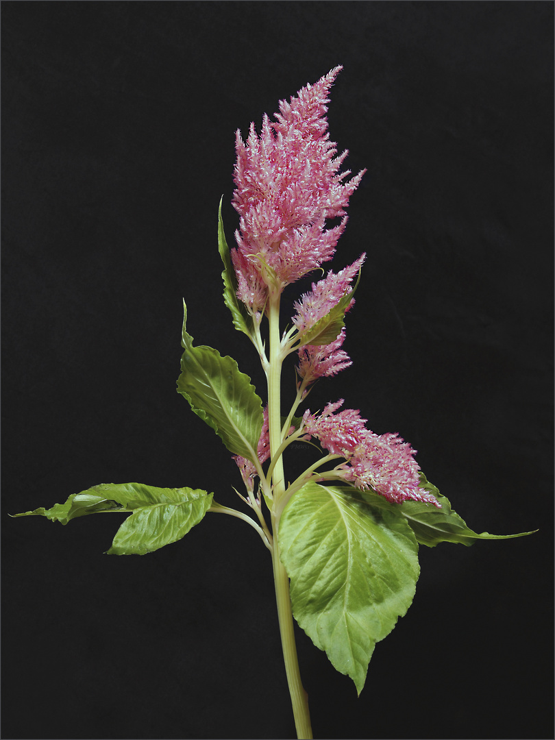 Celosia Bloom