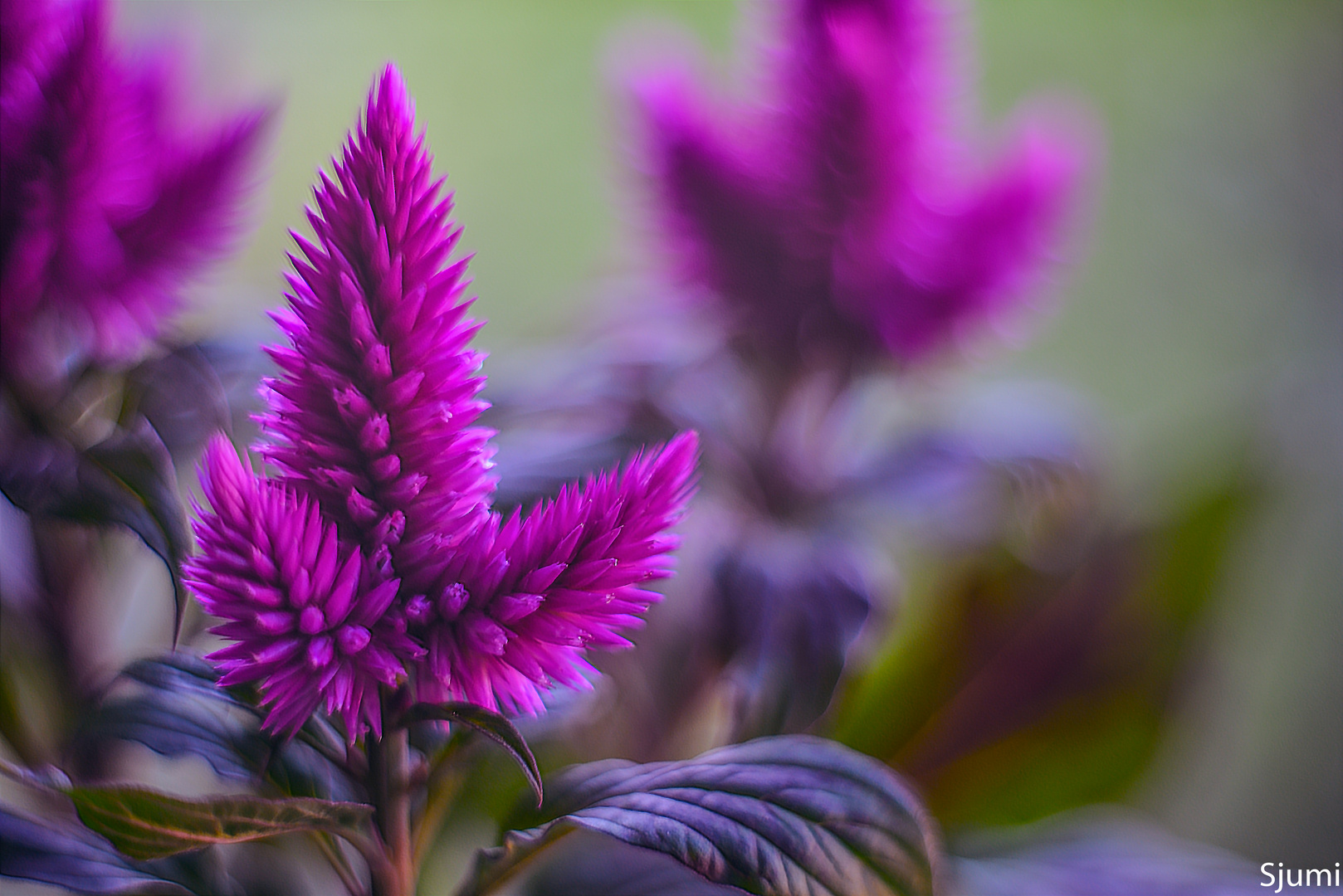 Celosia Blütenzauber