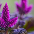 Celosia Blütenzauber