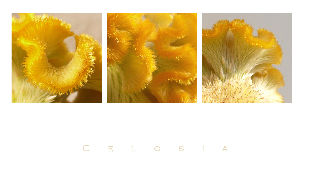 . celosia .