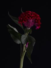 Celosia