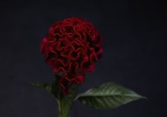 Celosia