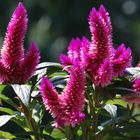 Celosia Caracas