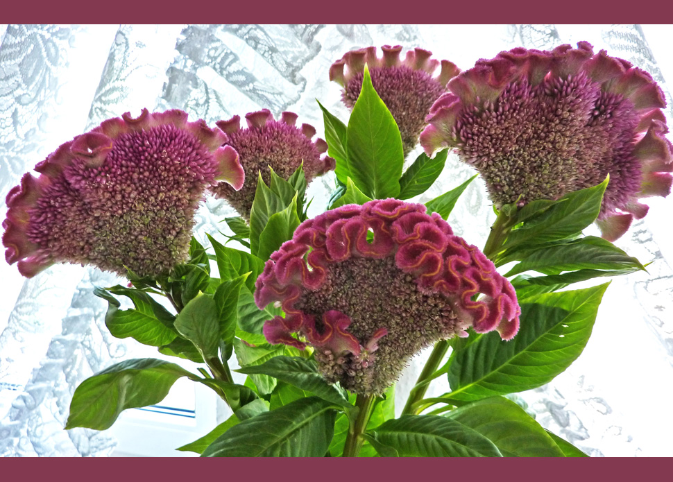 Celosia Cristata