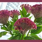 Celosia Cristata