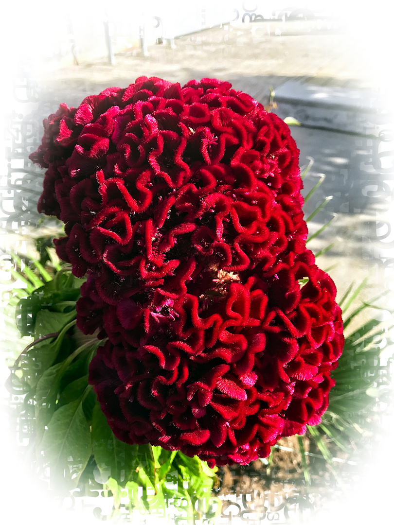 Celosia Cristata