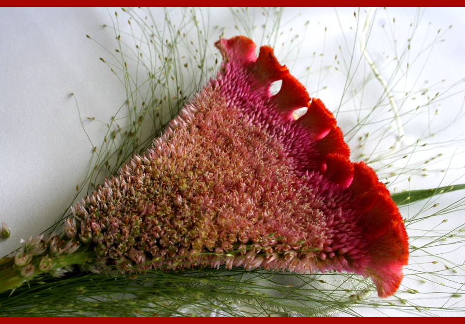 Celosia Cristata -  Federbusch oder Hahnekamm