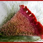Celosia Cristata -  Federbusch oder Hahnekamm