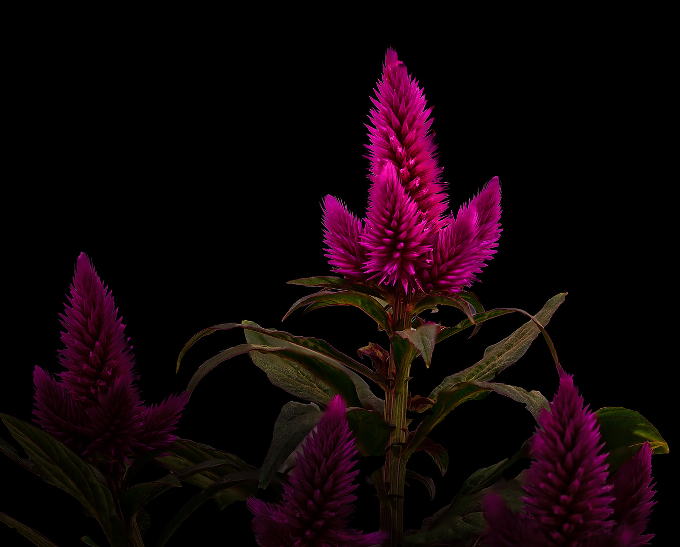 Celosia Deep Purple