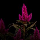 Celosia Deep Purple