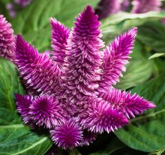 Celosia