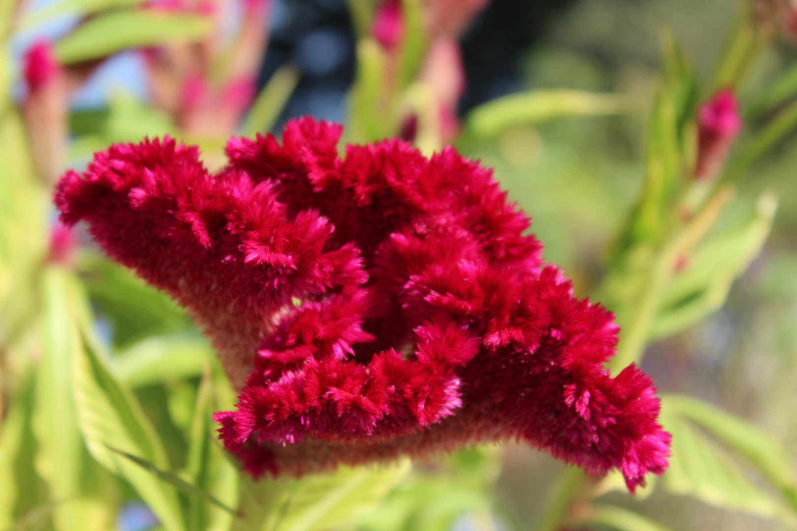 Celosia ( Hahnenkamm)