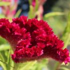 Celosia ( Hahnenkamm)