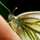 Celui qui parle aux papillons - Der Schmetterlingsflüsterer