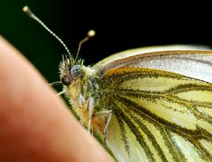 Celui qui parle aux papillons - Der Schmetterlingsflüsterer