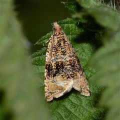 Celypha (cespitana?) - ein schöner Kleinschmetterling (Microlepidoptera)