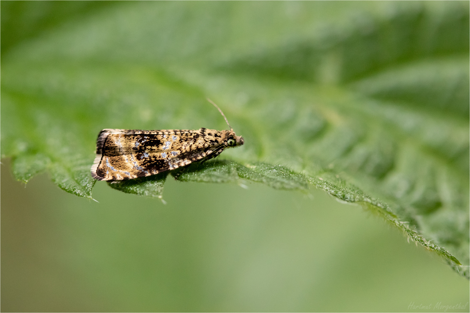 Celypha lacunana