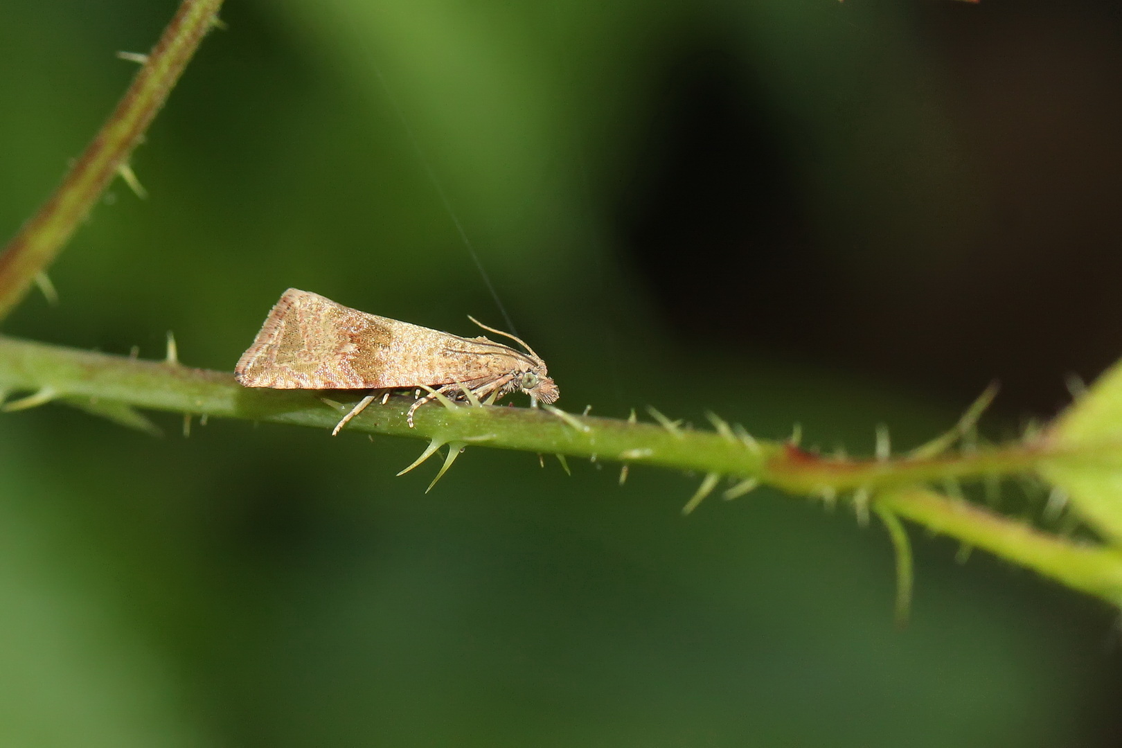 Celypha striana