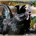 Cemani-Hahn