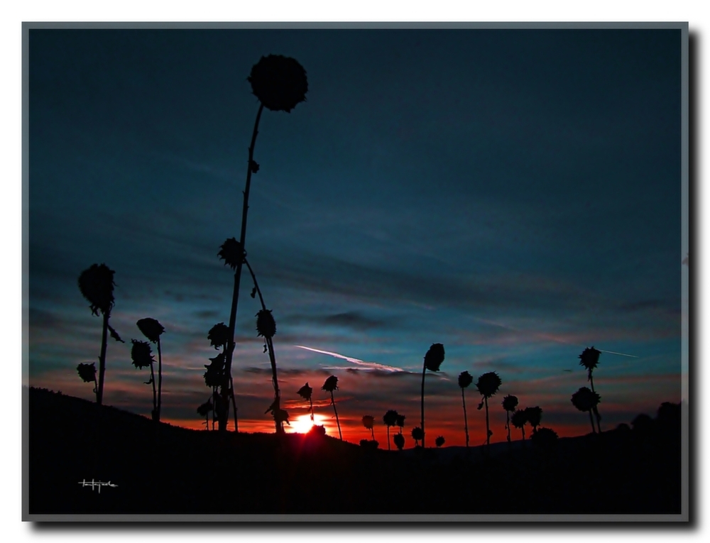 Cementerio de girasoles ( The end )